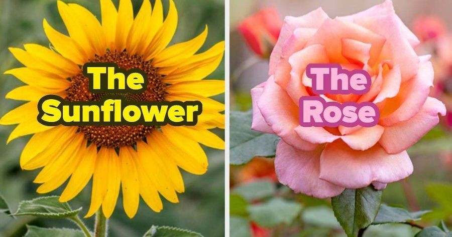 Which Flower Are You?